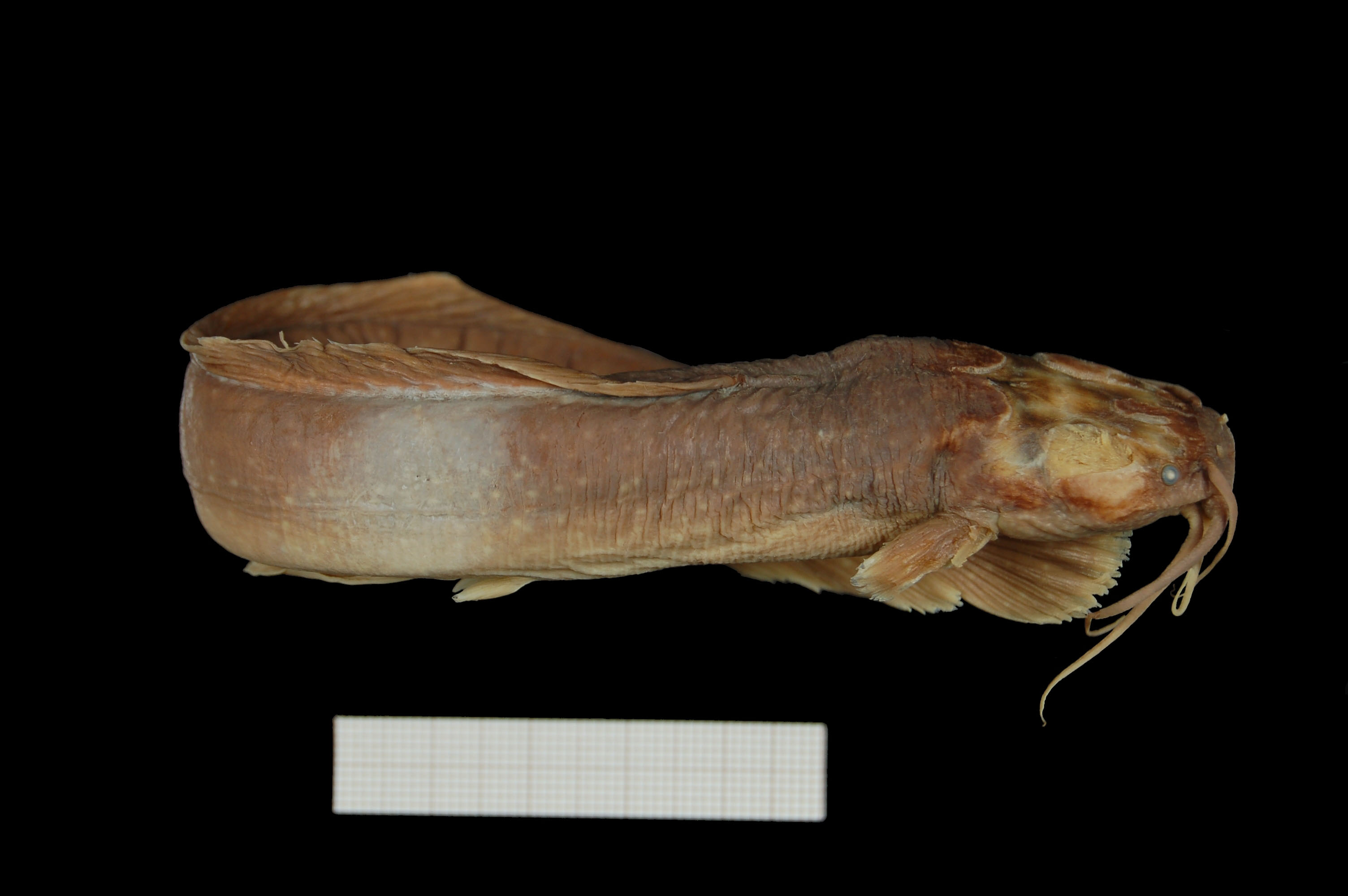 (Clariidae Bonaparte, 1845) Семейство Кларииды, Клариевые, Клариевые